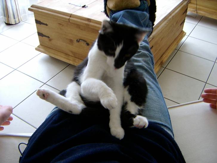 Assis Dipsy, donne la papatte !! -