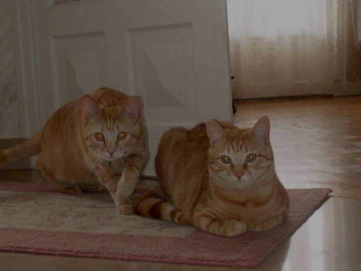 Carmel et simba -