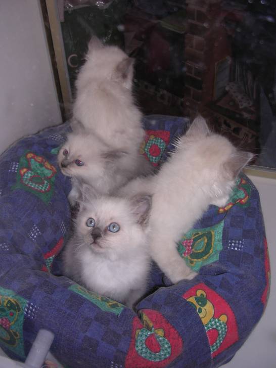 Balthazar et ses petits frères -