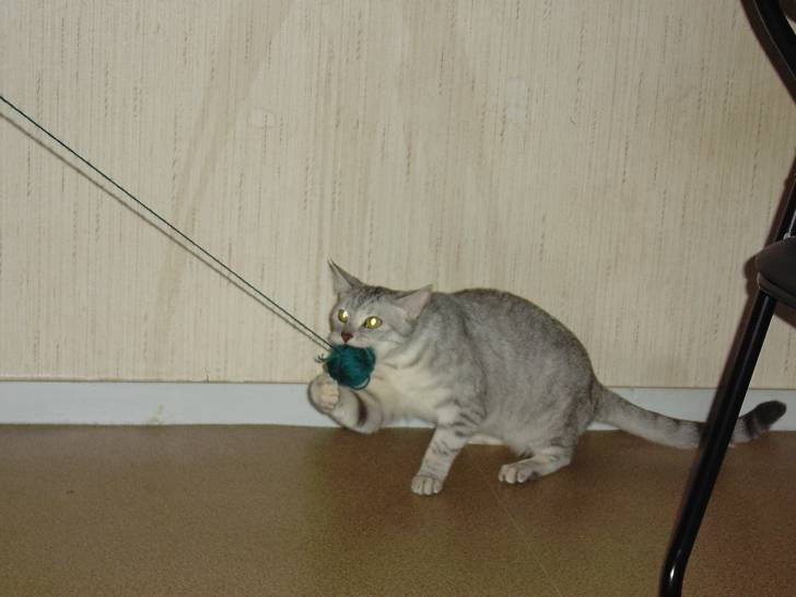Tima -