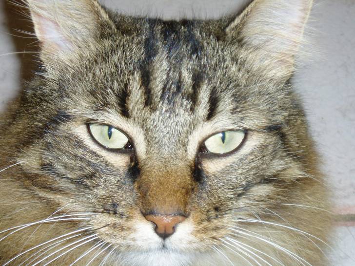 Minet -