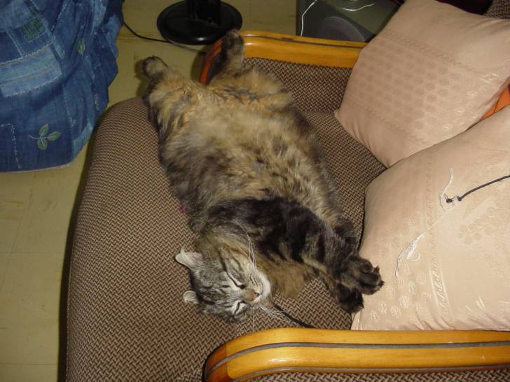 Robert sur son fauteuil!! -