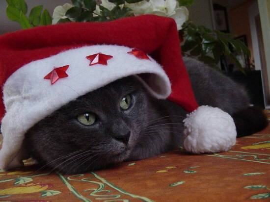 Lilé, la star de noël!!!! -