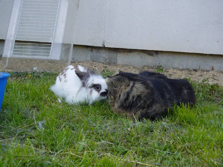 Robert (le chat) et Poupougne (le lapin)! -