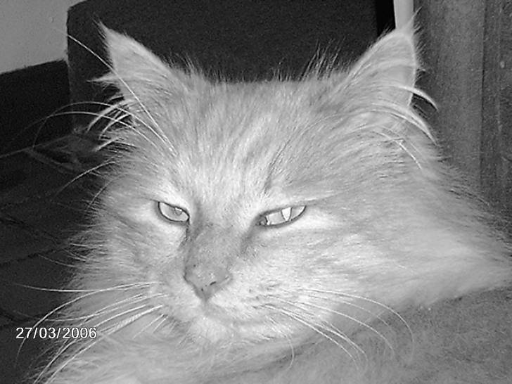 La star, le félin, le pacha! -