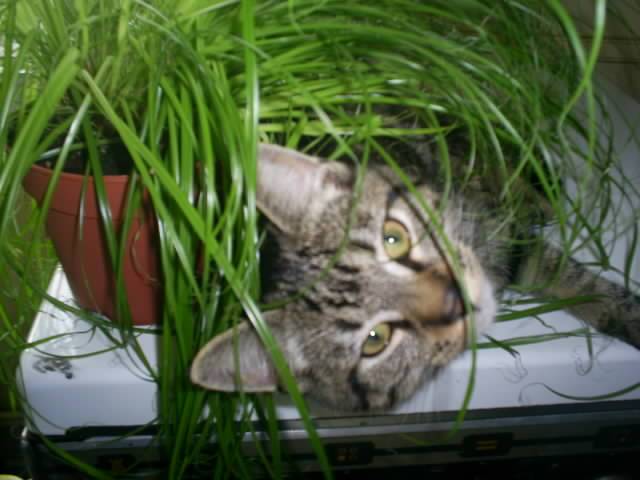 Mimi dans la jungle -