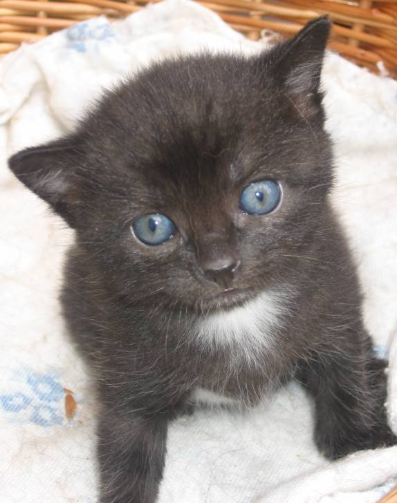 Chat noir -