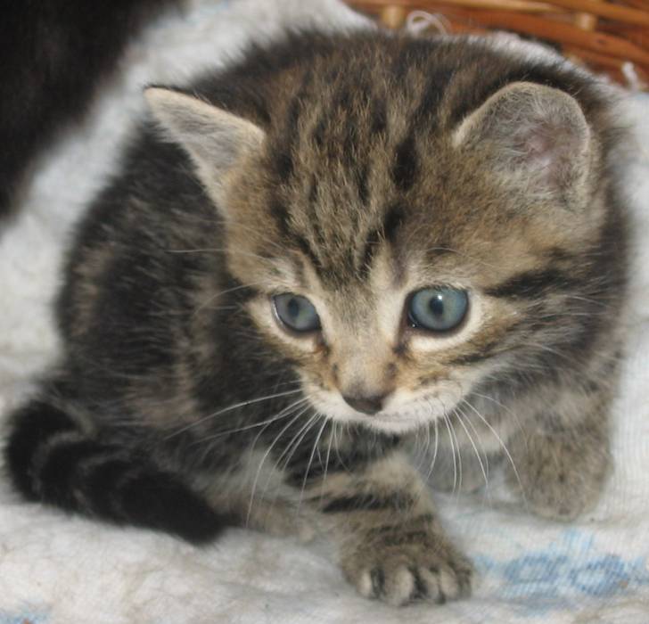 Minette -