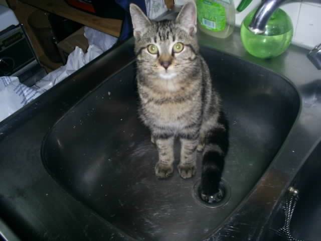 Mimi dans l&#39;evier ne comprend pas ou s&#39;en va l&#39;eau! -