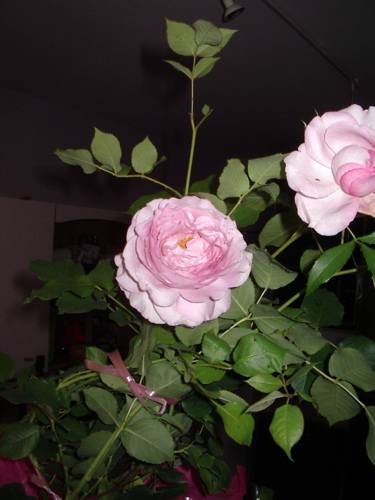 Roses -