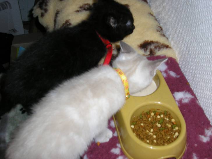 Petit coin repas -