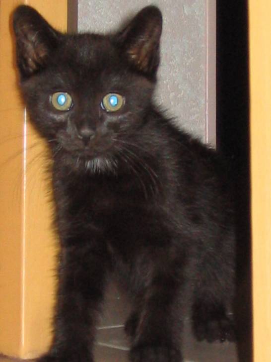 Mon &#39;tit loup -