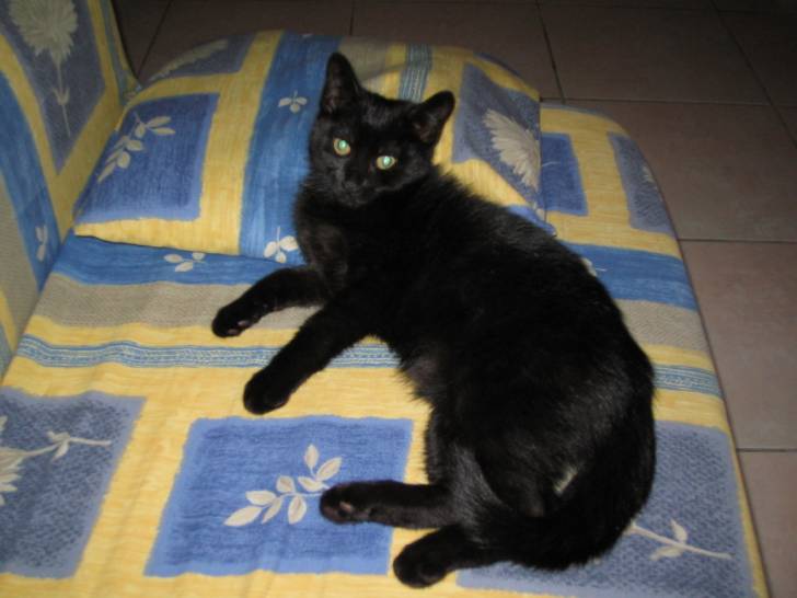 Le Pacha -