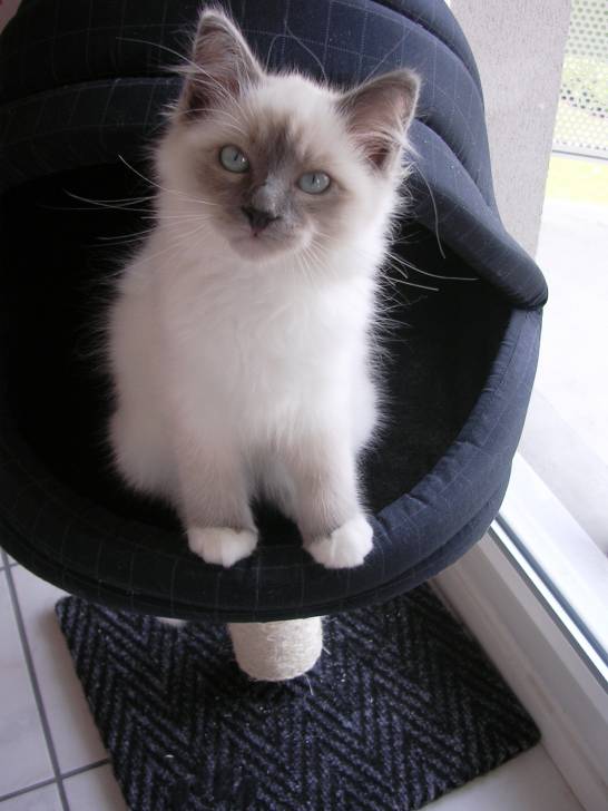 Mon petit Balthazar (3 mois) -