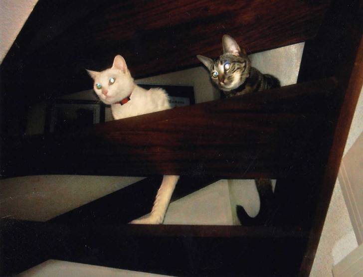 Curieuses -