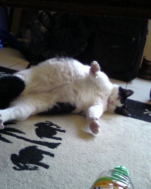 Pitié j&#39;ai trop faim .Mad -