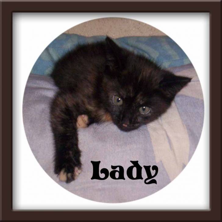 Lady -