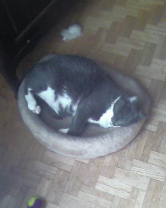 Cagette -