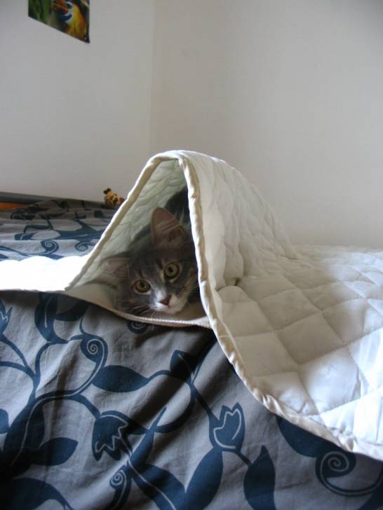 Cache cache -