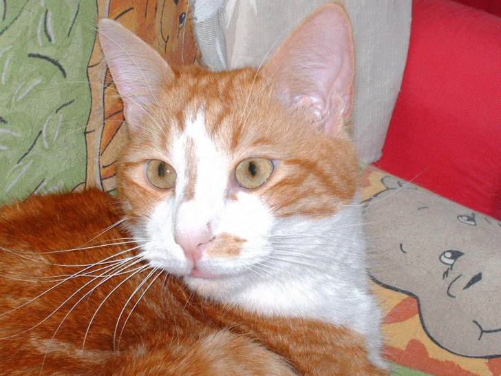 Buddy -