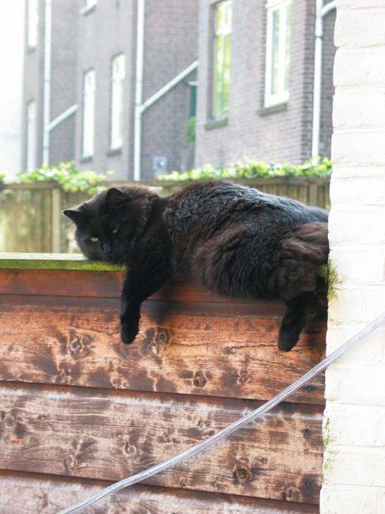 Hans, un copain de Max. -