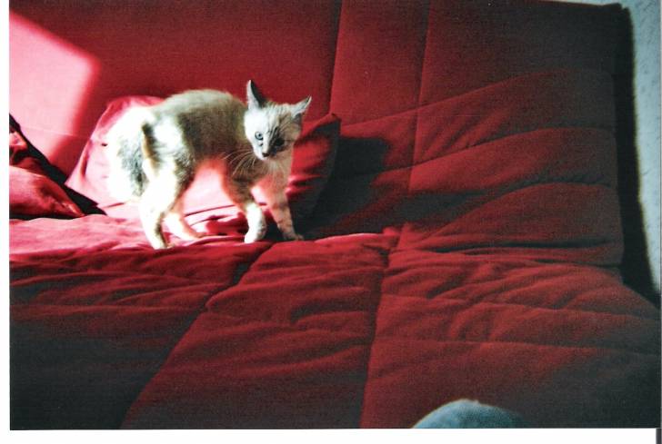 Le chat alien -