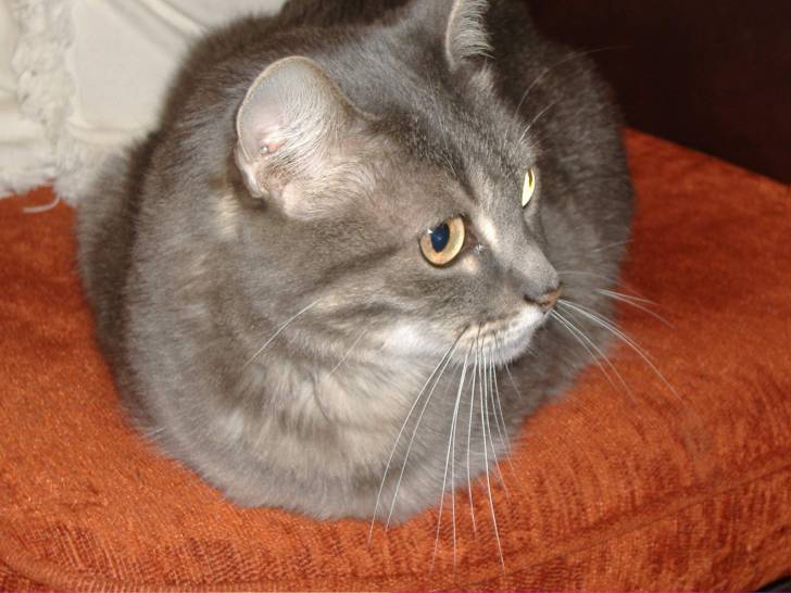 Cheyenne - (11 ans)