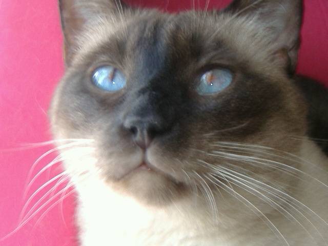 Bambou - (7 ans)