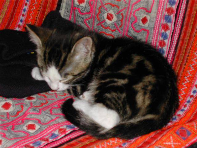 Kiba dort -