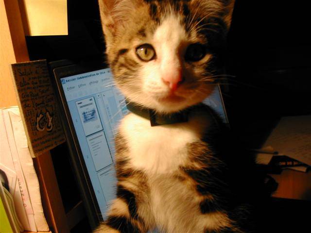 Kiba est curieux -