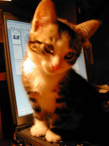 Kiba à 3 mois - (3 mois)