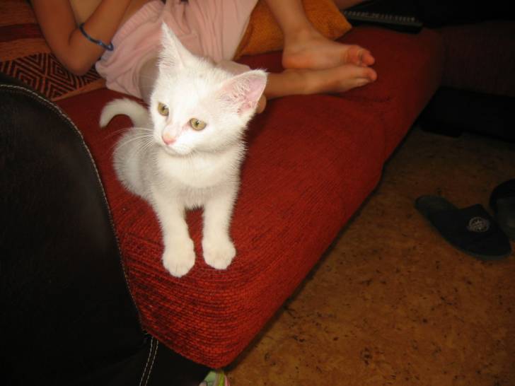 Titeuf -