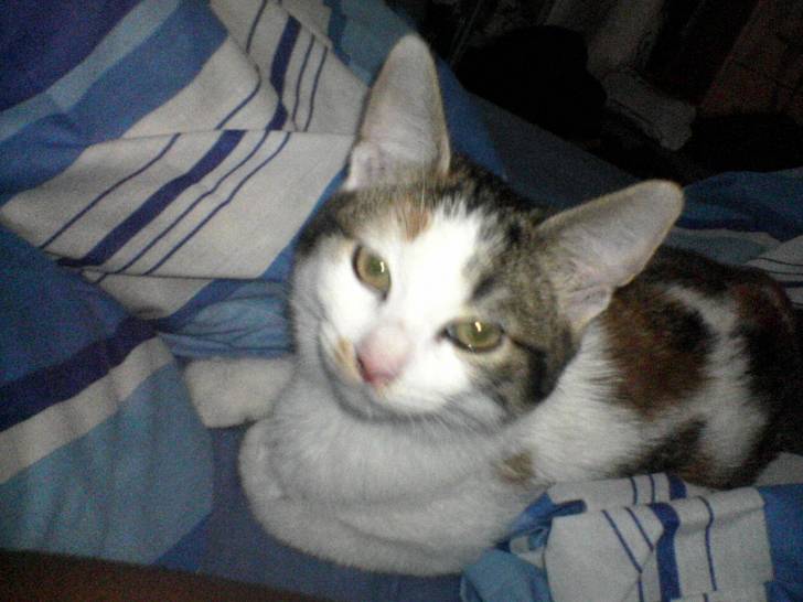 Lily -