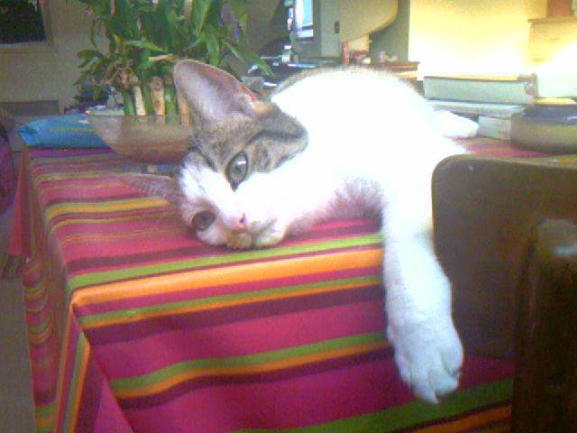Lily -