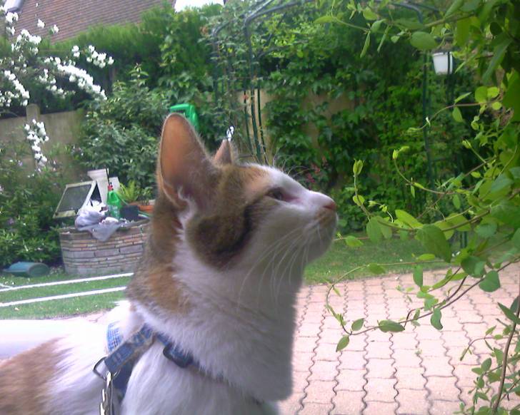 Lily qui cherche les oiseaux -