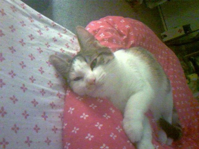 Le ptit calin du soir de lily -