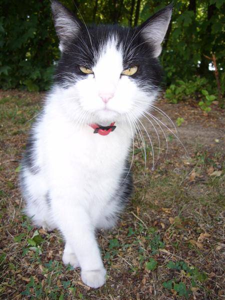 Mickey, 11 ans! - (11 ans)