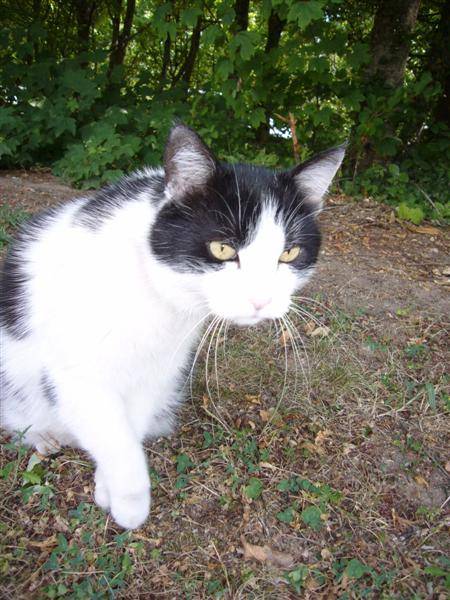 Mickey qui chasse, enfin, il essaye!! -