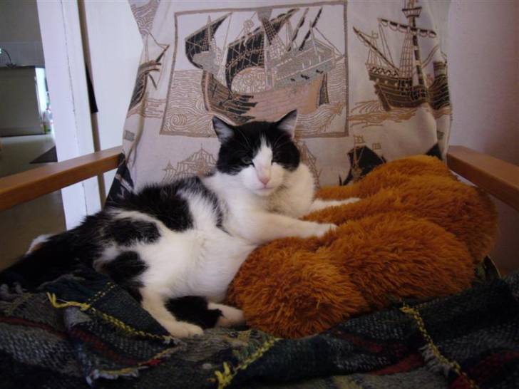 Mickey et sa grosse patte de chat! -