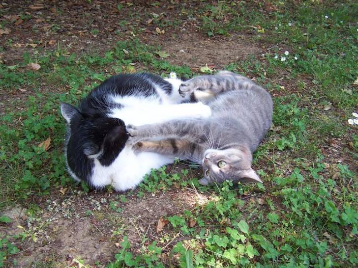 Mickey et cloé!! -