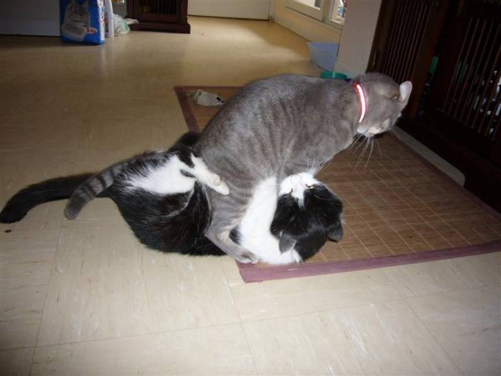 Mickey et cloé, le dernier combat! -