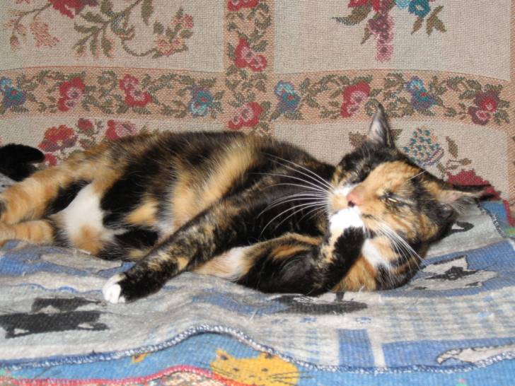 Chats -