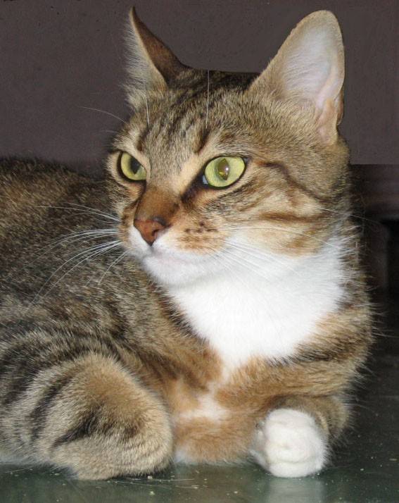Chats -