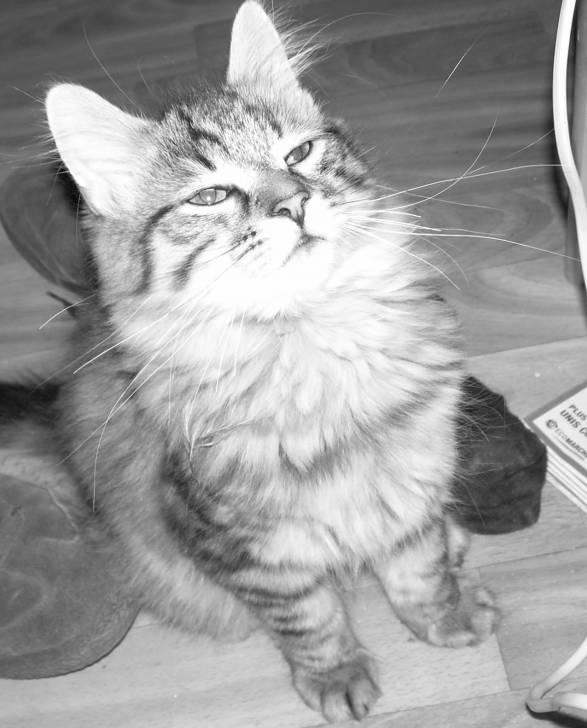 Chipeur - (4 mois)