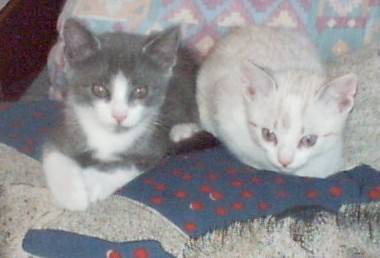 Strike et Maya -