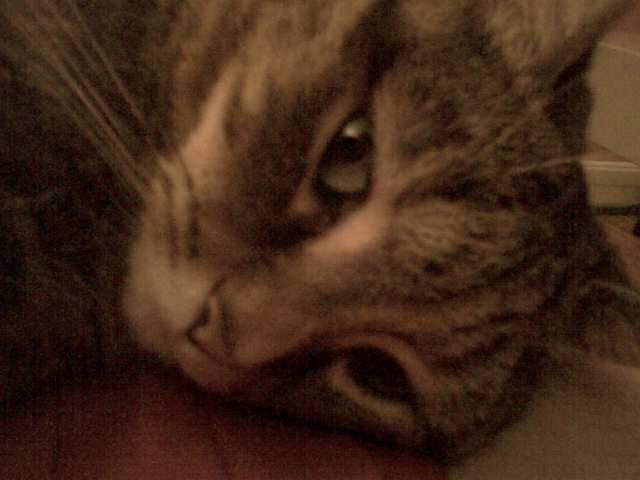 Pupuce -