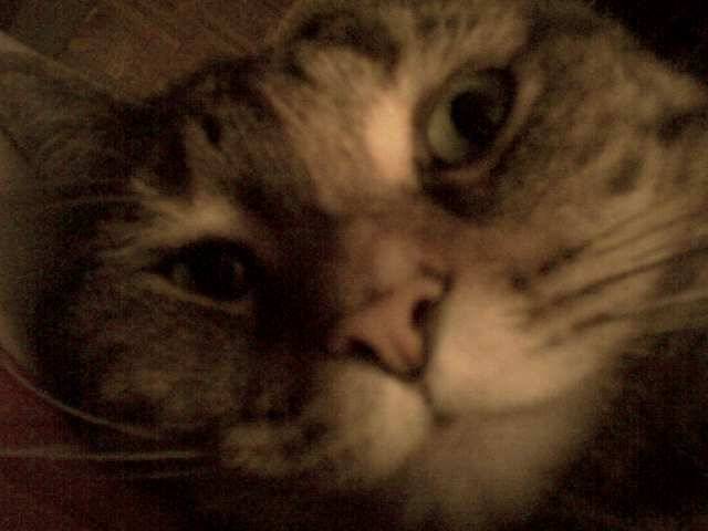 Pupuce -