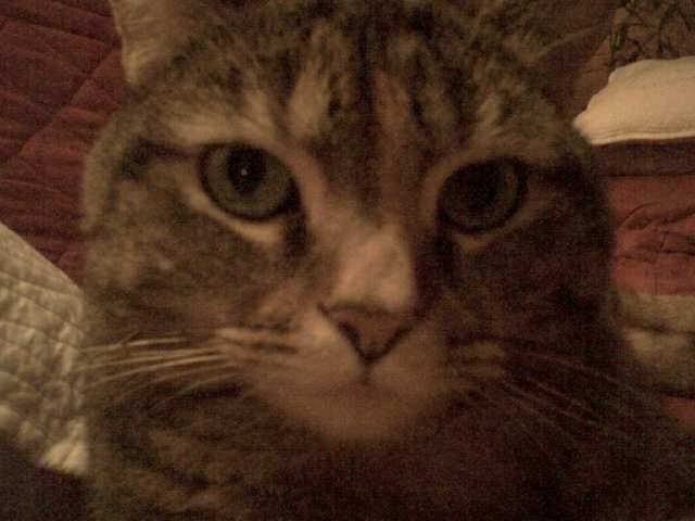 Pupuce -