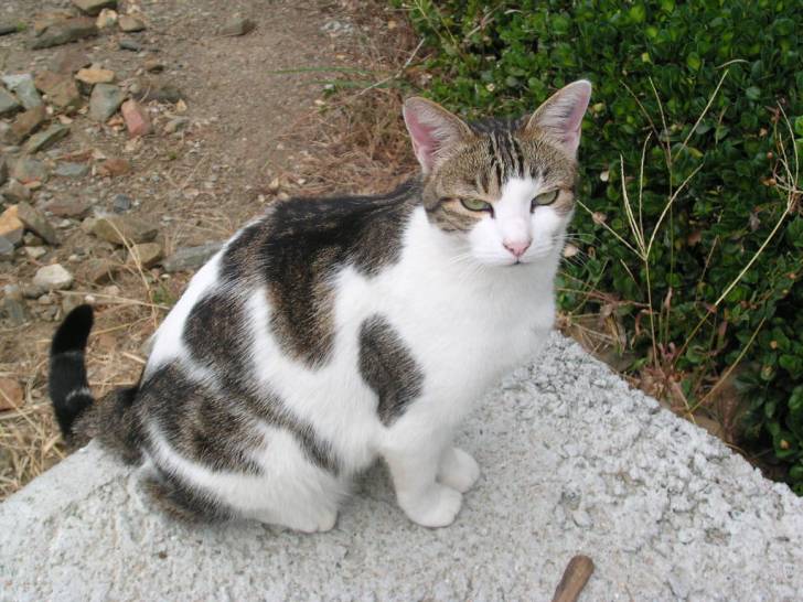 Roxane - (5 ans)