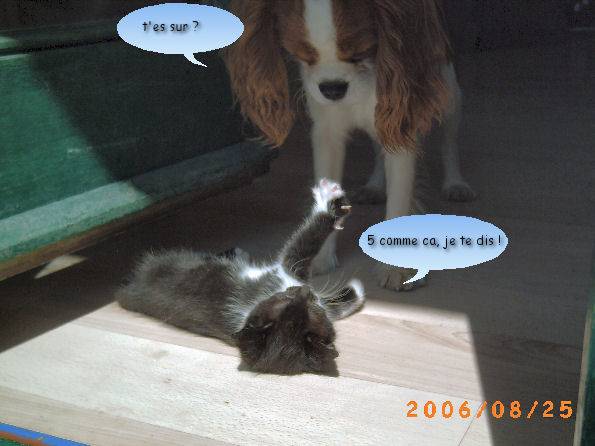 Tu les as vu ? -